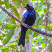 Greater Racket-tailed Drongo